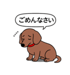 名前入れダックス：スムースレッド（個別スタンプ：3）