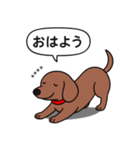 名前入れダックス：スムースレッド（個別スタンプ：4）