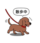 名前入れダックス：スムースレッド（個別スタンプ：8）