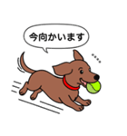 名前入れダックス：スムースレッド（個別スタンプ：10）
