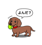 名前入れダックス：スムースレッド（個別スタンプ：12）