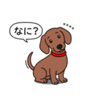 名前入れダックス：スムースレッド（個別スタンプ：13）