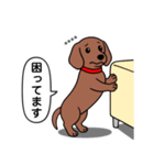 名前入れダックス：スムースレッド（個別スタンプ：15）