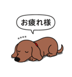 名前入れダックス：スムースレッド（個別スタンプ：22）