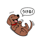 名前入れダックス：スムースレッド（個別スタンプ：23）