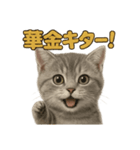 週末だ！マンチカンのご褒美スタンプ（個別スタンプ：1）