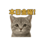週末だ！マンチカンのご褒美スタンプ（個別スタンプ：2）