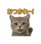 週末だ！マンチカンのご褒美スタンプ（個別スタンプ：4）
