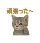 週末だ！マンチカンのご褒美スタンプ（個別スタンプ：8）