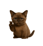 ダークブラウンの太った子猫 （NT）（個別スタンプ：2）