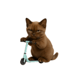 ダークブラウンの太った子猫 （NT）（個別スタンプ：5）