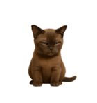 ダークブラウンの太った子猫 （NT）（個別スタンプ：6）
