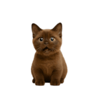 ダークブラウンの太った子猫 （NT）（個別スタンプ：7）