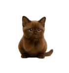 ダークブラウンの太った子猫 （NT）（個別スタンプ：15）