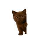ダークブラウンの太った子猫 （NT）（個別スタンプ：19）