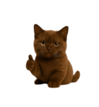 ダークブラウンの太った子猫 （NT）（個別スタンプ：24）