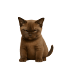 ダークブラウンの太った子猫 （NT）（個別スタンプ：27）
