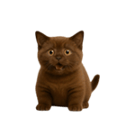 ダークブラウンの太った子猫 （NT）（個別スタンプ：31）