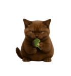 ダークブラウンの太った子猫 （NT）（個別スタンプ：33）