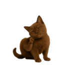 ダークブラウンの太った子猫 （NT）（個別スタンプ：34）
