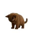 ダークブラウンの太った子猫 （NT）（個別スタンプ：39）