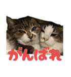 うたちゃん日常使いスタンプ（個別スタンプ：6）