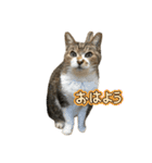 うたちゃん日常使いスタンプ（個別スタンプ：7）