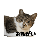 うたちゃん日常使いスタンプ（個別スタンプ：20）
