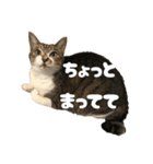 うたちゃん日常使いスタンプ（個別スタンプ：22）