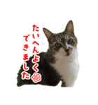 うたちゃん日常使いスタンプ（個別スタンプ：24）