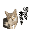 うたちゃん日常使いスタンプ（個別スタンプ：35）