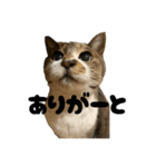 うたちゃん日常使いスタンプ（個別スタンプ：37）