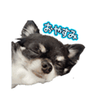 チワワとキャバリア 黒白（個別スタンプ：2）