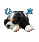 チワワとキャバリア 黒白（個別スタンプ：5）