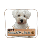 クゥウル3（個別スタンプ：4）