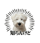 クゥウル3（個別スタンプ：15）