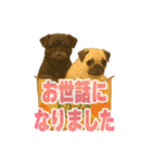 可愛らしいパグのスタンプ5（個別スタンプ：15）
