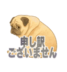 可愛らしいパグのスタンプ5（個別スタンプ：20）