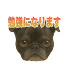 可愛らしいパグのスタンプ5（個別スタンプ：29）