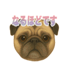 可愛らしいパグのスタンプ5（個別スタンプ：30）
