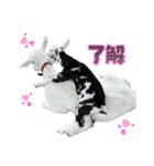 白雪＆あられ（個別スタンプ：1）