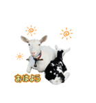 白雪＆あられ（個別スタンプ：2）