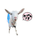 白雪＆あられ（個別スタンプ：4）