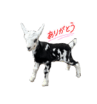 白雪＆あられ（個別スタンプ：6）
