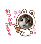ウチの猫、空＆詩で作ったスタンプです‼️（個別スタンプ：3）