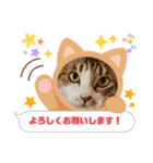 ウチの猫、空＆詩で作ったスタンプです‼️（個別スタンプ：5）