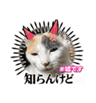 ウチの猫、空＆詩で作ったスタンプです‼️（個別スタンプ：6）