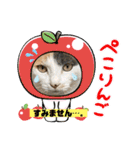 ウチの猫、空＆詩で作ったスタンプです‼️（個別スタンプ：8）