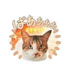 ウチの猫、空＆詩で作ったスタンプです‼️（個別スタンプ：9）