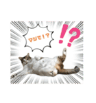 ウチの猫、空＆詩で作ったスタンプです‼️（個別スタンプ：10）